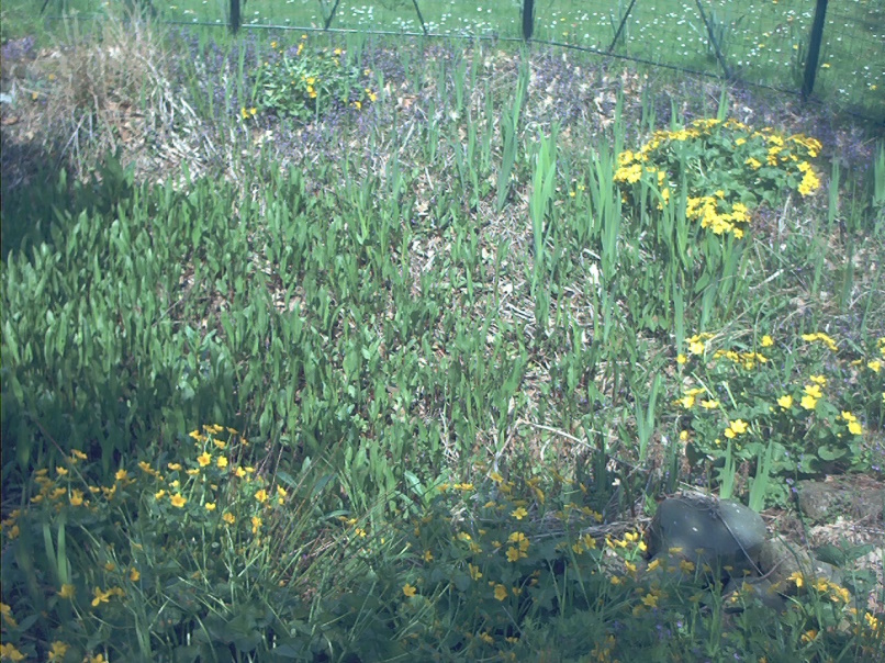 Gartenteich wiederbeleben